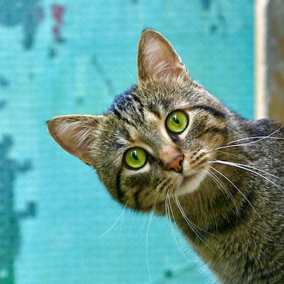 A cute cat poking it's head out from behind a wall.